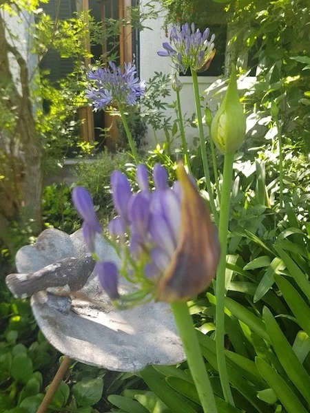 Jardín Marco Hurlingham